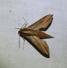 Hippotion boerhaviae