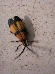 Calopteron terminale