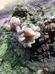 Auricularia mesenterica