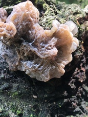 Auricularia mesenterica