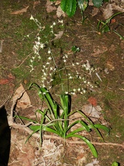 Stenanthium diffusum