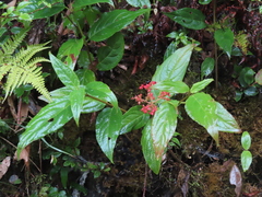 Viburnum urceolatum