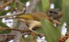 Conopophila albogularis