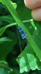 Amblyscarta ruficeps