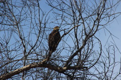 Parabuteo unicinctus