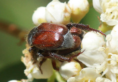 Hoplia