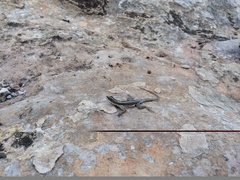 Tropidurus semitaeniatus