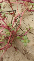 Blutaparon portulacoides