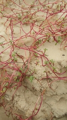 Blutaparon portulacoides