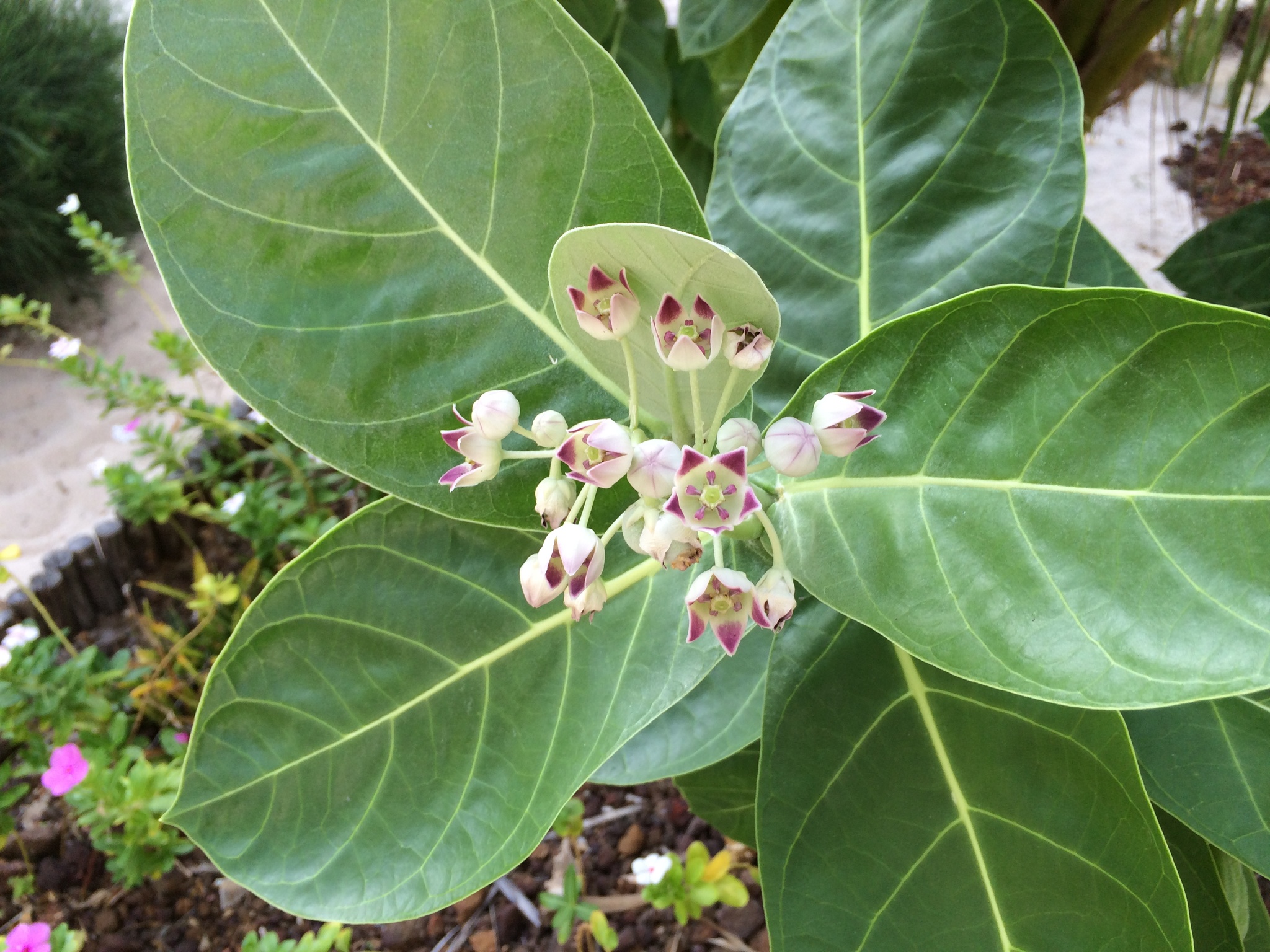 Calotropis procera