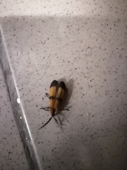 Calopteron terminale