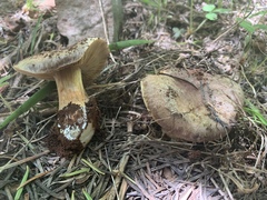 Cortinarius subolivascens
