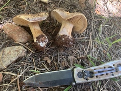 Cortinarius subolivascens