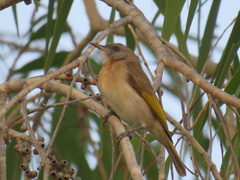 Conopophila albogularis