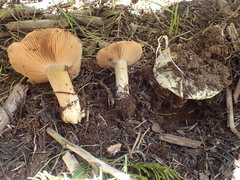Cortinarius subolivascens