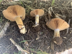 Cortinarius subolivascens