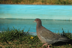 Patagioenas picazuro