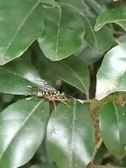 Xanthocryptus novozealandicus