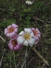 Lilium rubescens