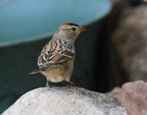 White-crowned Sparrow photographed in New Mexico