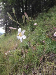 Lilium rubescens