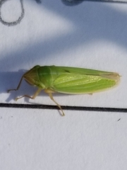 Draeculacephala angulifera