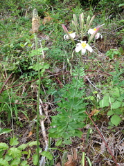 Lilium rubescens