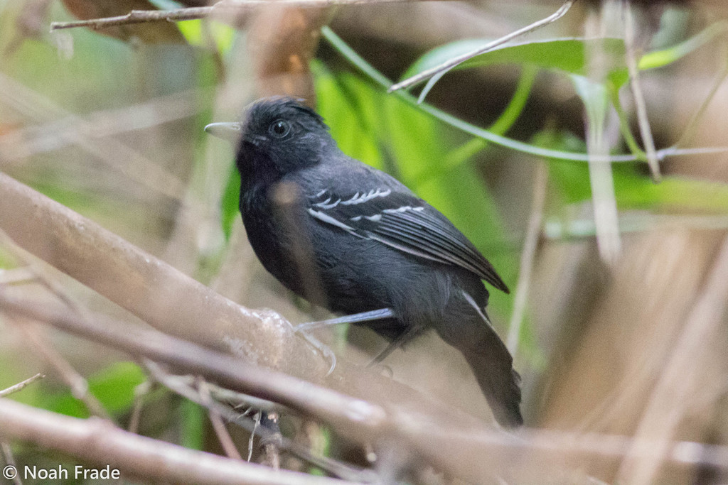 Black-headed and Allpahuayo Antbirds