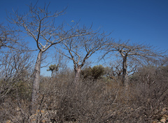 Adansonia rubrostipa