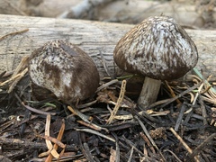Pluteus brunneidiscus