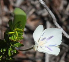 Calochortus minimus