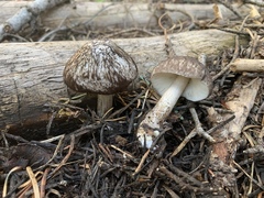 Pluteus brunneidiscus