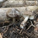 Pluteus brunneidiscus - Photo (c) Jonathan Frank, some rights reserved (CC BY-NC-ND), uploaded by Jonathan Frank