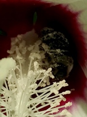 Ptilothrix bombiformis