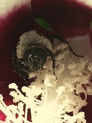 Ptilothrix bombiformis