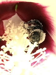 Ptilothrix bombiformis
