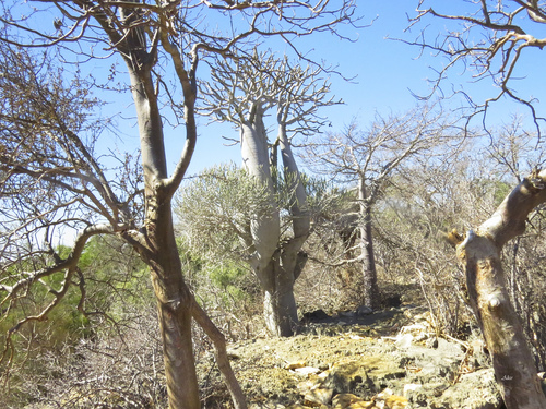 Pachypodium geayi