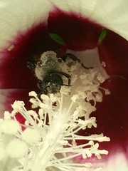 Ptilothrix bombiformis