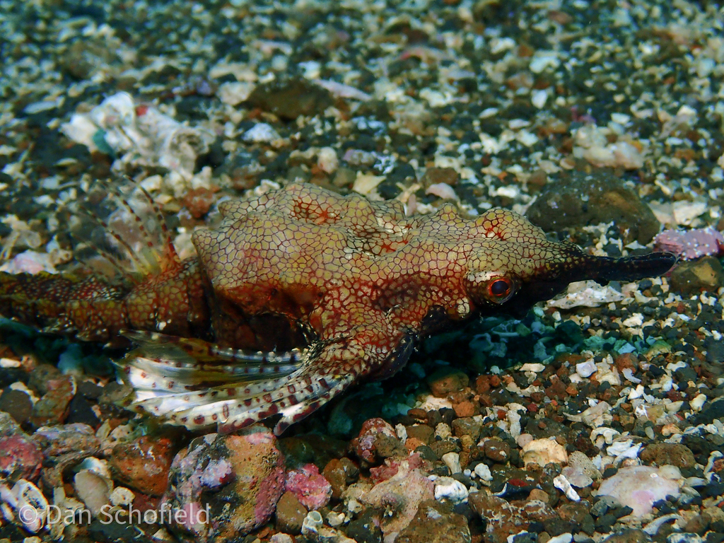 Short dragonfish