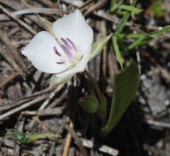Calochortus minimus