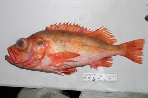 Golden redfish (Sebastes norvegicus) — Sebastidae