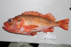 Golden Redfish photo 2
