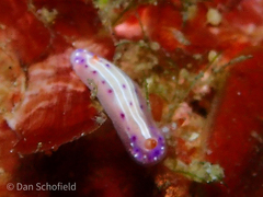 Hypselodoris