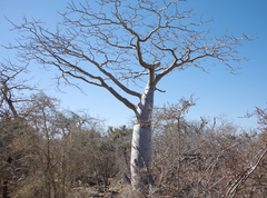 Adansonia