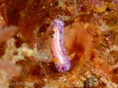 Hypselodoris