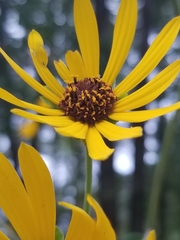 Helianthus silphioides