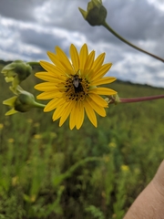 Silphium terebinthinaceum