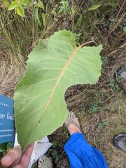 Silphium terebinthinaceum