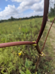 Silphium terebinthinaceum