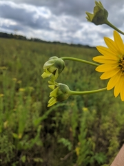Silphium terebinthinaceum